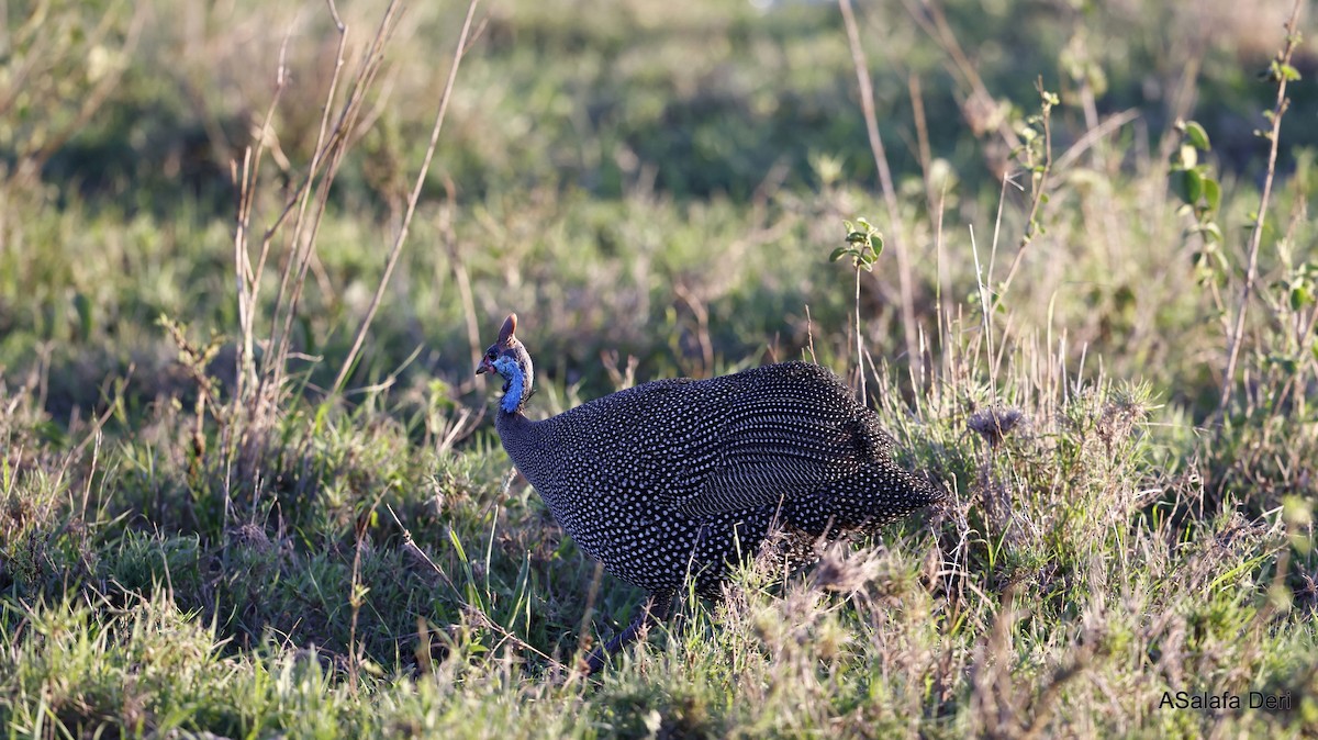 Helmeted Guineafowl (Reichenow's) - ML469968691