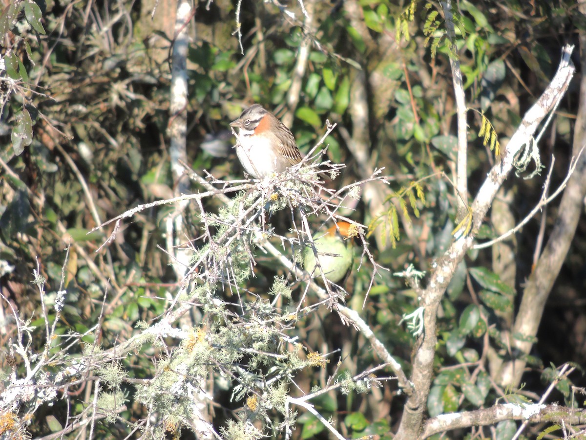 Rufous-collared Sparrow - ML469968731