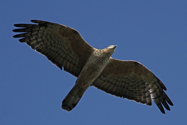 Oriental Honey-buzzard - ML46996991