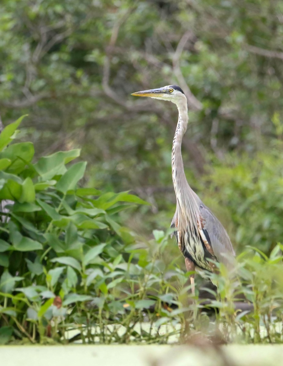 Great Blue Heron - ML469970361