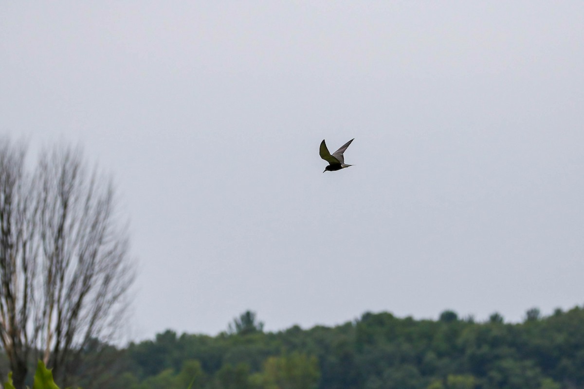 Black Tern - ML469970601