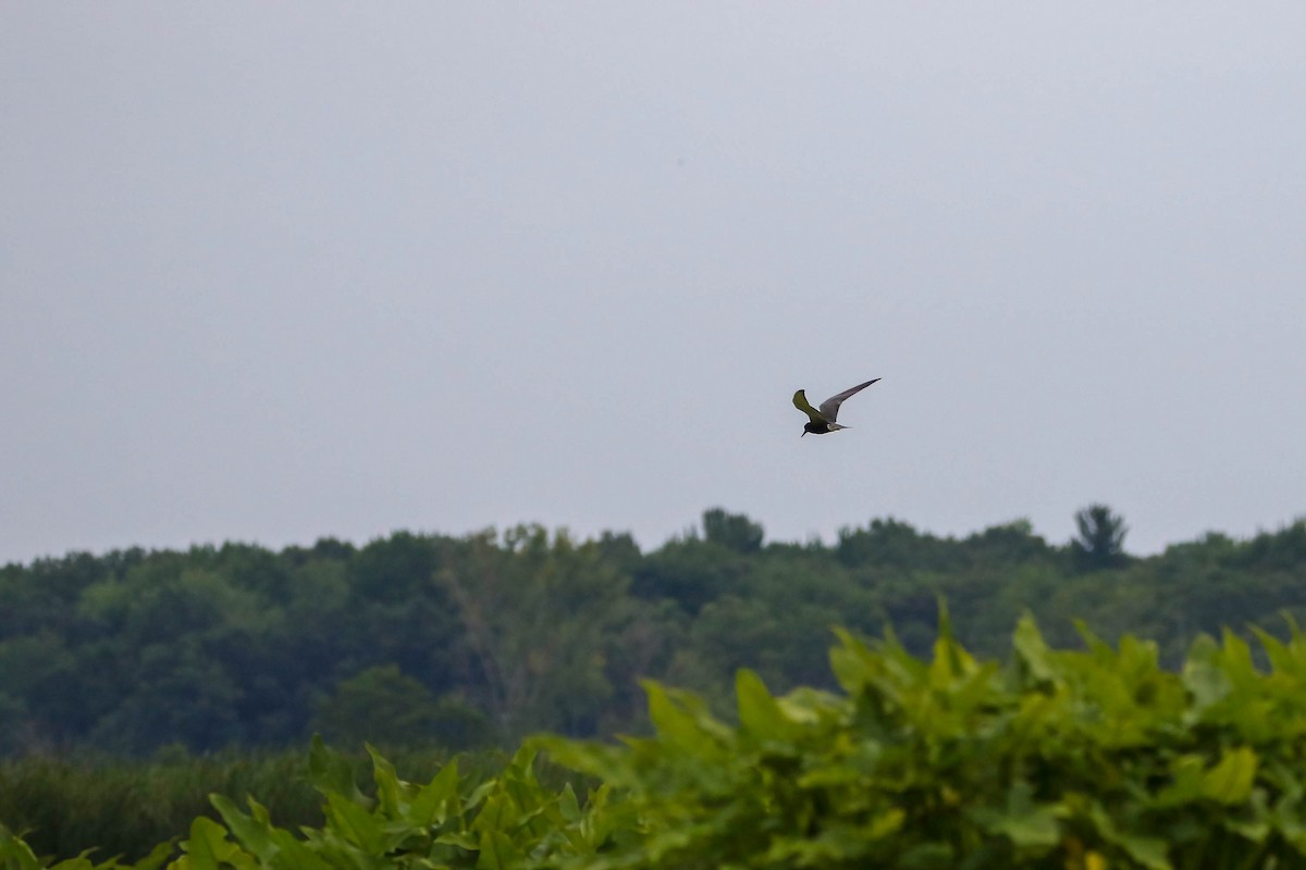 Black Tern - ML469970611