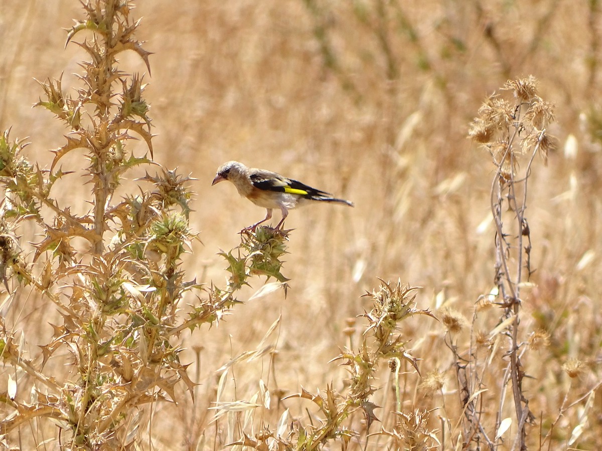 European Goldfinch - ML469971011