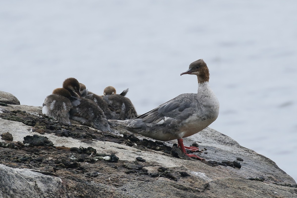 Gänsesäger - ML469971361