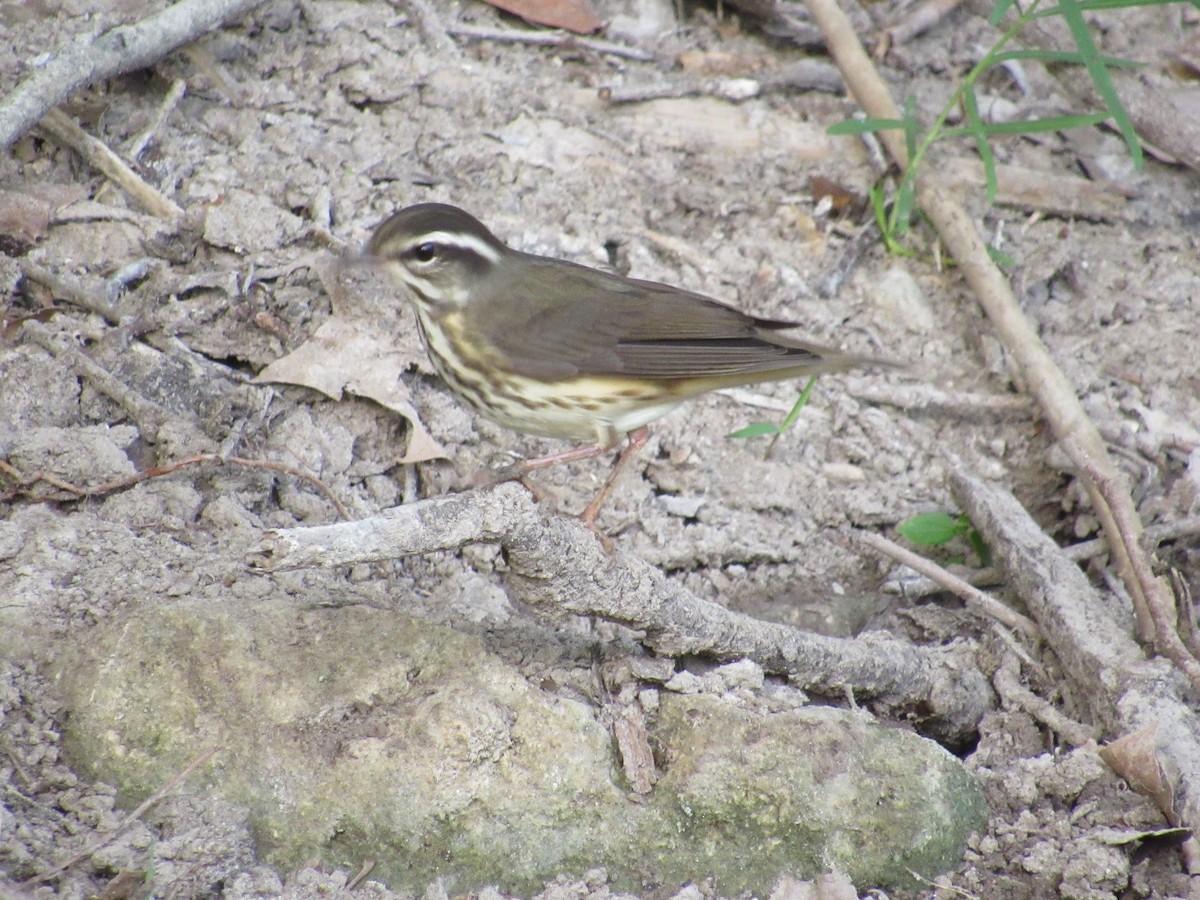 Louisiana Waterthrush - ML469971621