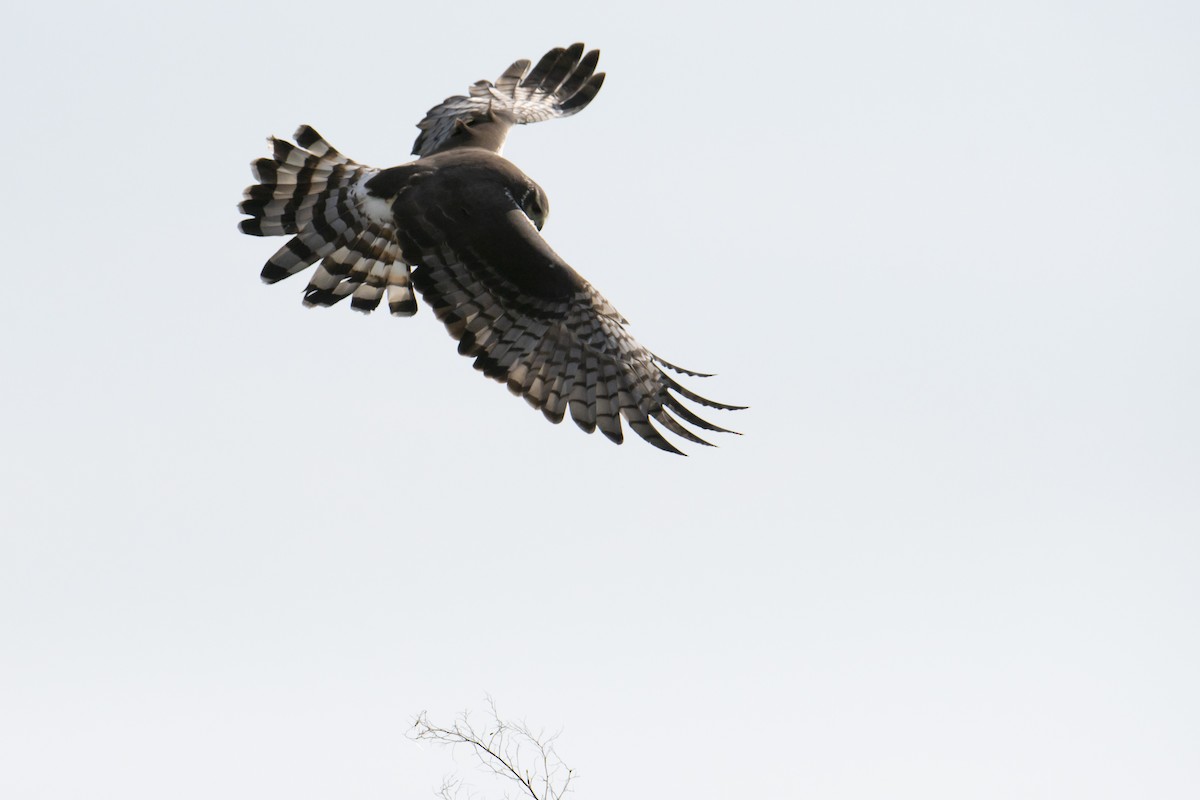 Long-winged Harrier - Andy Bowen