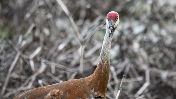 Sandhill Crane - ML469973031