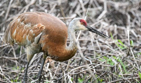 Sandhill Crane - ML469973041