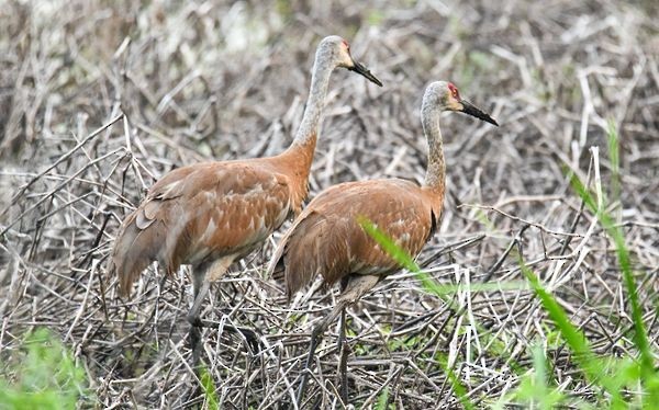 Sandhill Crane - ML469973051