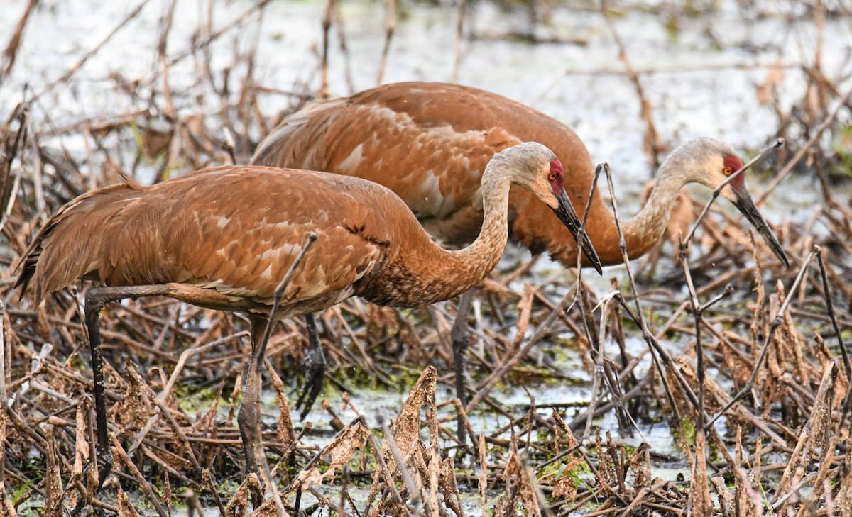 Sandhill Crane - ML469973081