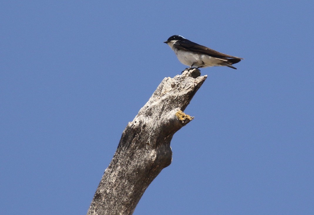 Tree Swallow - Katherine Collin