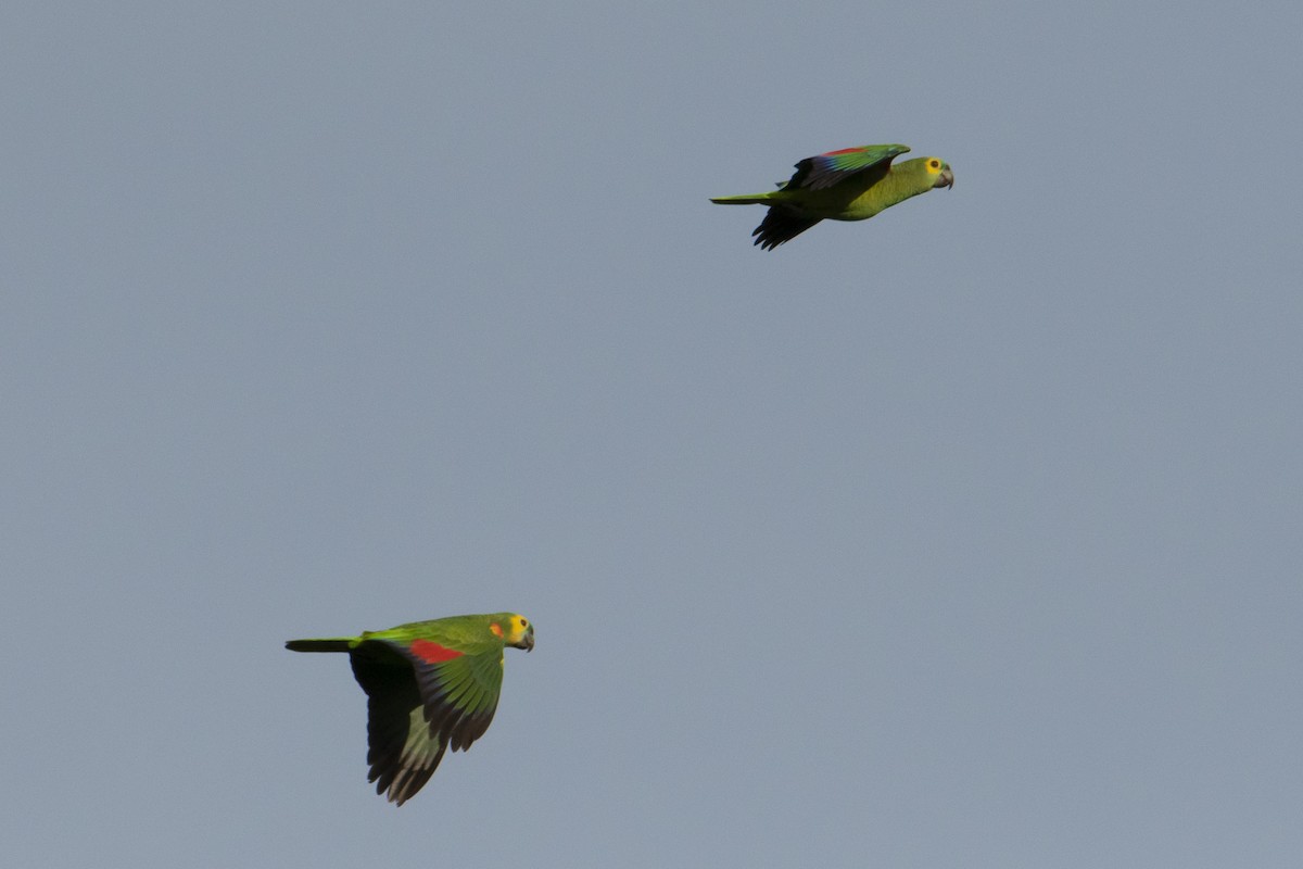 Turquoise-fronted Parrot - Andy Bowen