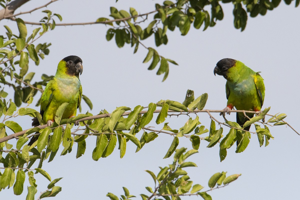 Nanday Parakeet - ML469973921