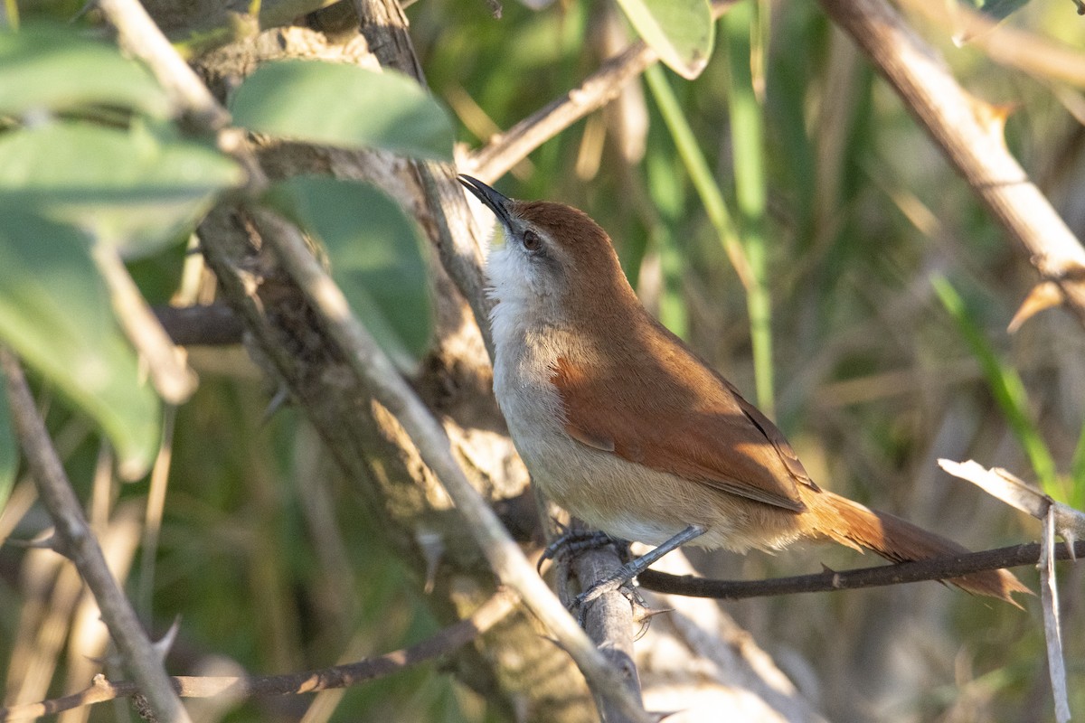 Yellow-chinned Spinetail - ML469974441