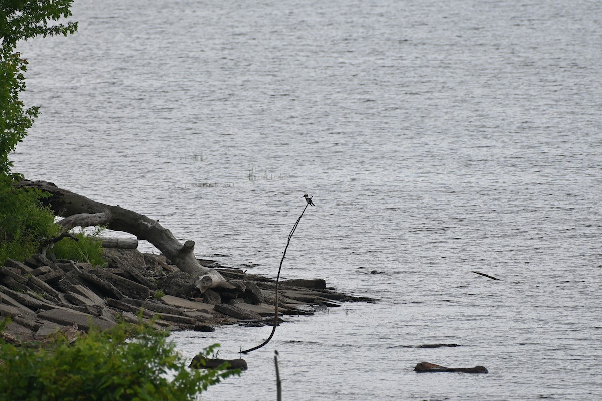 Belted Kingfisher - ML469974981