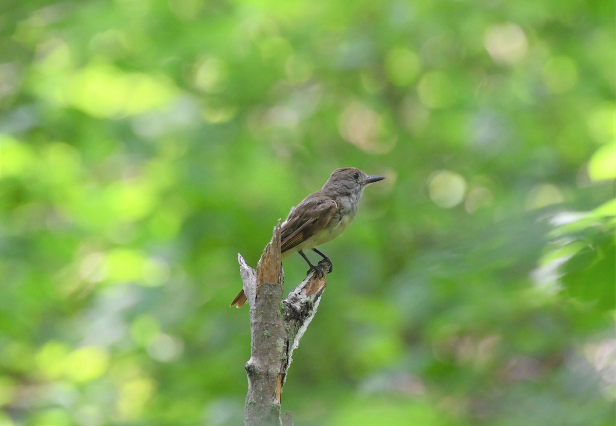 Great Crested Flycatcher - ML469974991