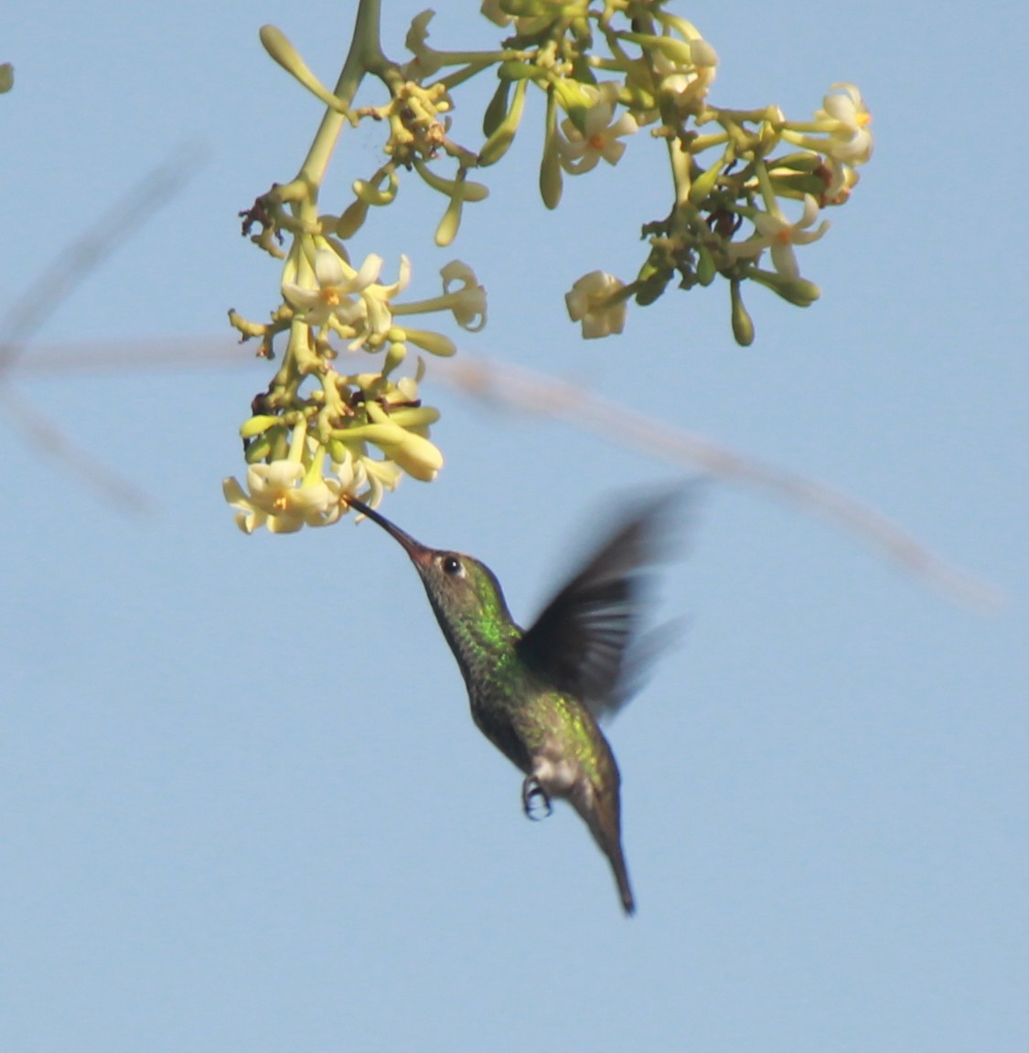 Glittering-throated Emerald - ML469975171