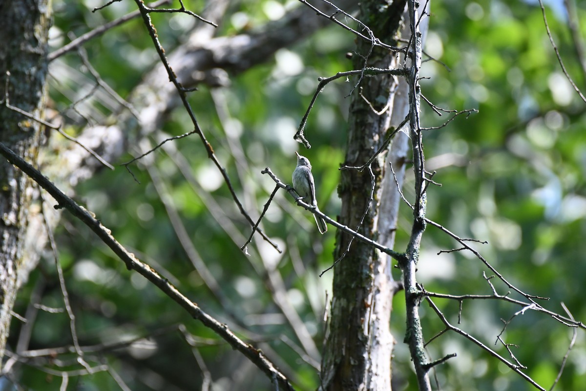 Blue-gray Gnatcatcher - ML469975431