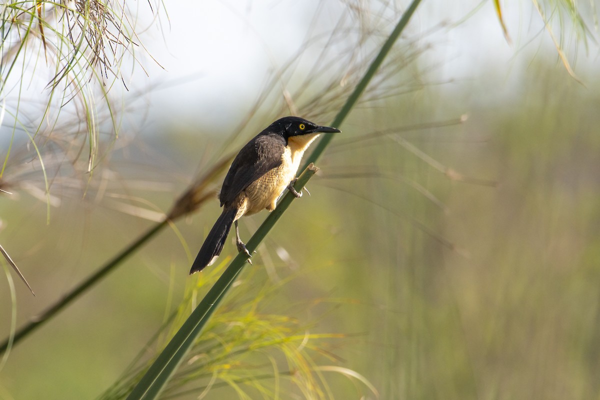 Black-capped Donacobius - Andy Bowen