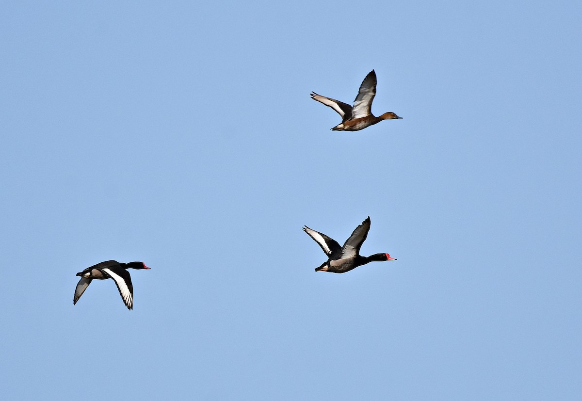 Rosy-billed Pochard - ML469975931