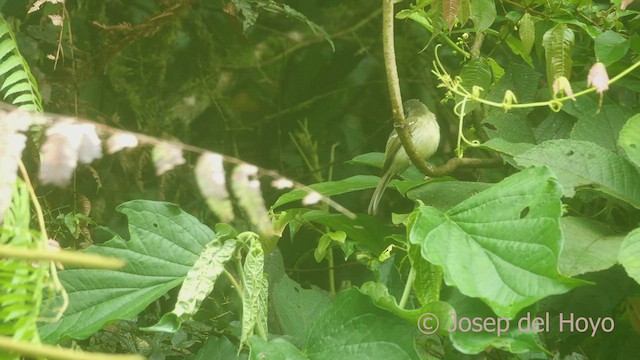 Slaty-capped Flycatcher (albidiventer) - ML469977941