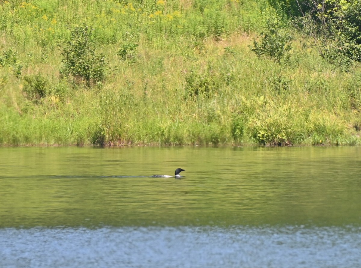 Common Loon - ML469978331