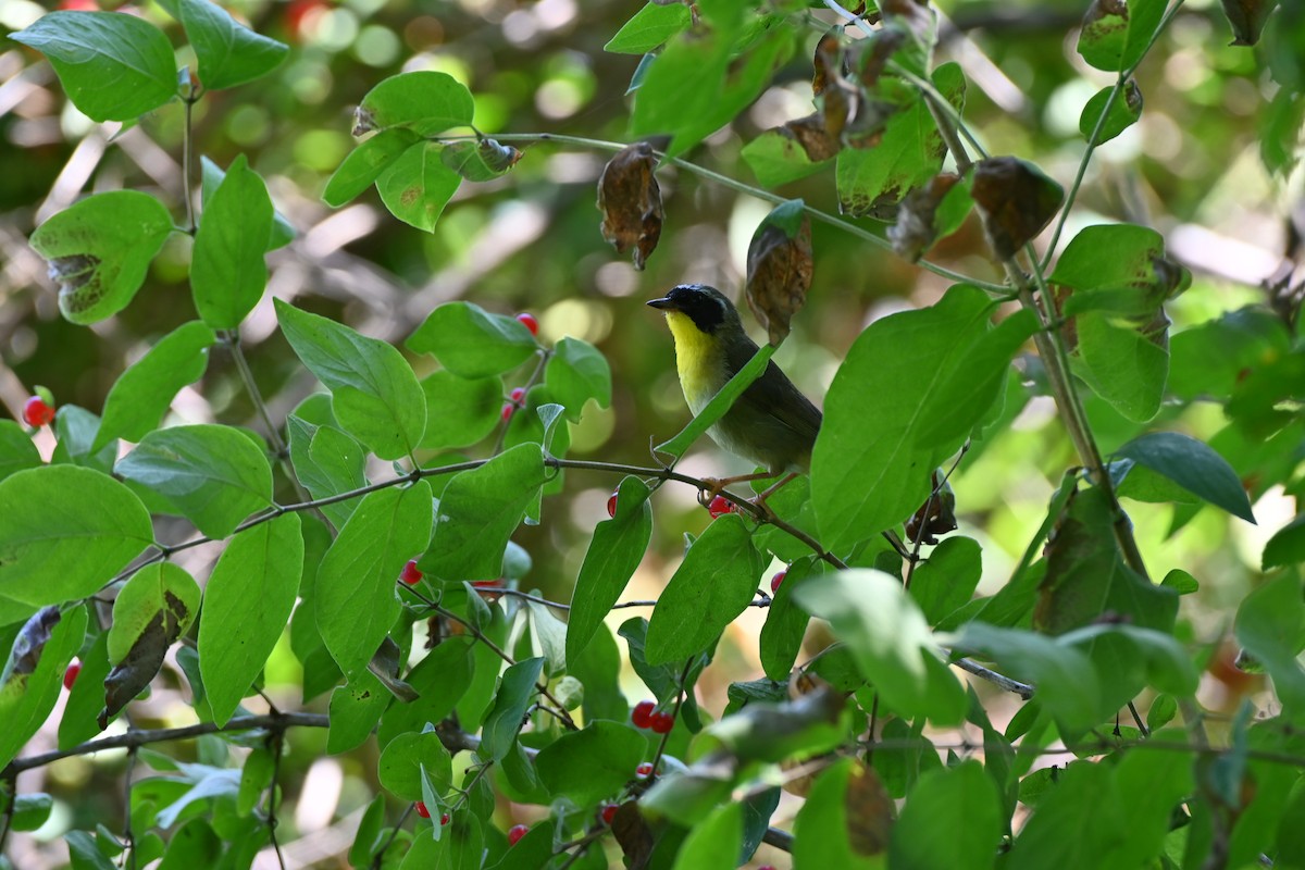 Common Yellowthroat - ML469978911