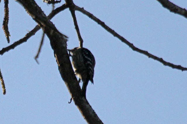 Gray-capped Pygmy Woodpecker - Jeffrey Offermann