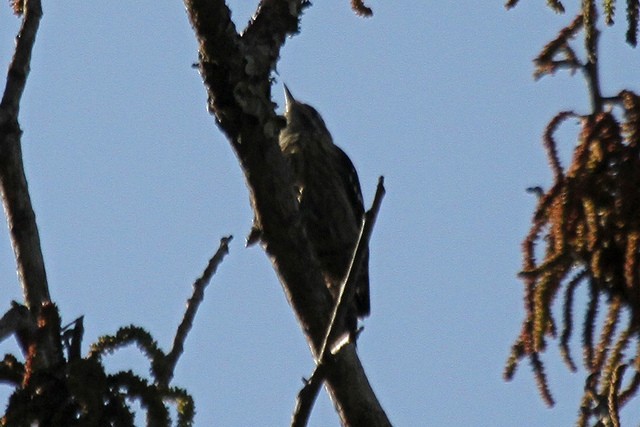 Gray-capped Pygmy Woodpecker - Jeffrey Offermann