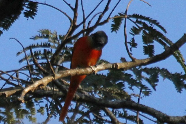 Gri Yanaklı Minivet - ML46998281