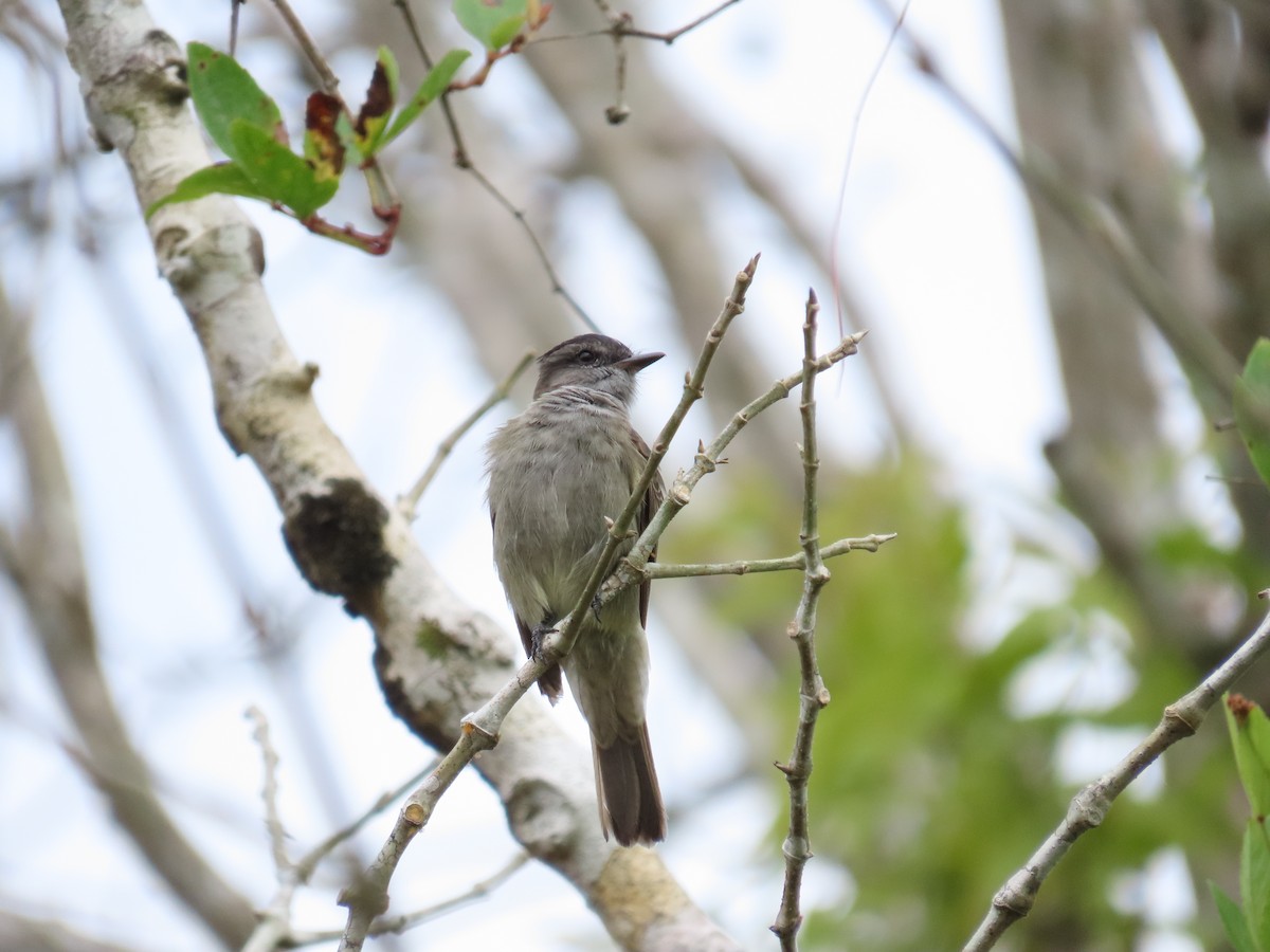 Crowned Slaty Flycatcher - ML469983131