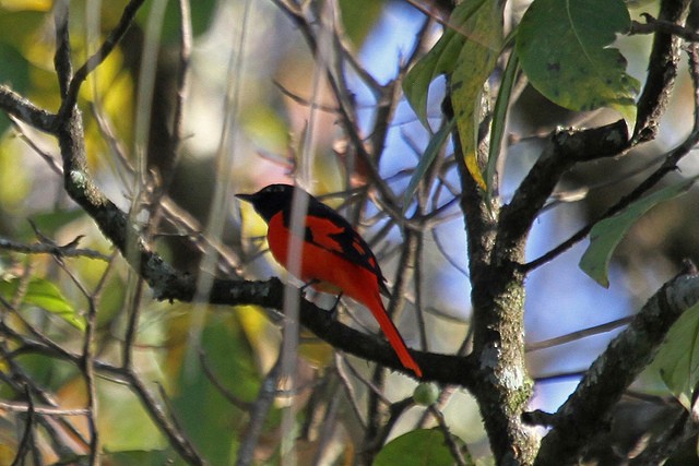 赤紅山椒鳥(speciosus群) - ML46998431