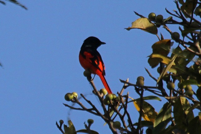 Minivet Escarlata (grupo escarlata) - ML46998471