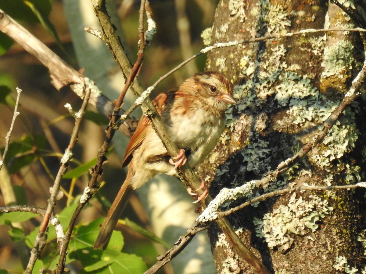 Swamp Sparrow - ML469985591