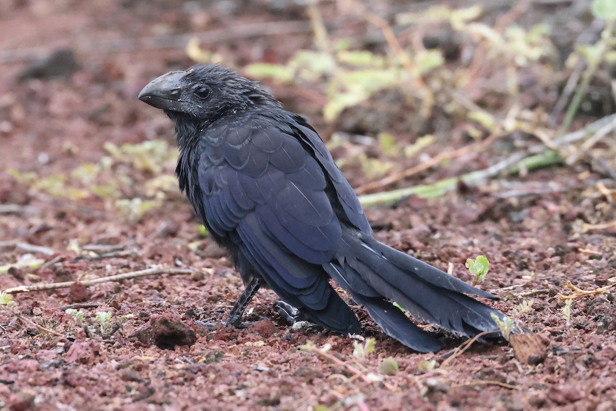 Smooth-billed Ani - ML469986061