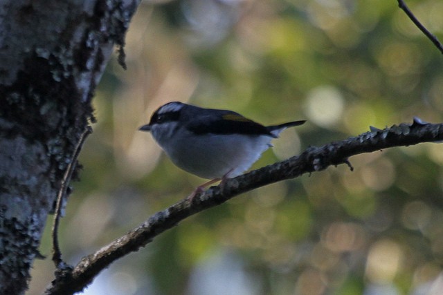 Vireo Alcaudón Cejiblanco (grupo aeralatus) - ML46998651