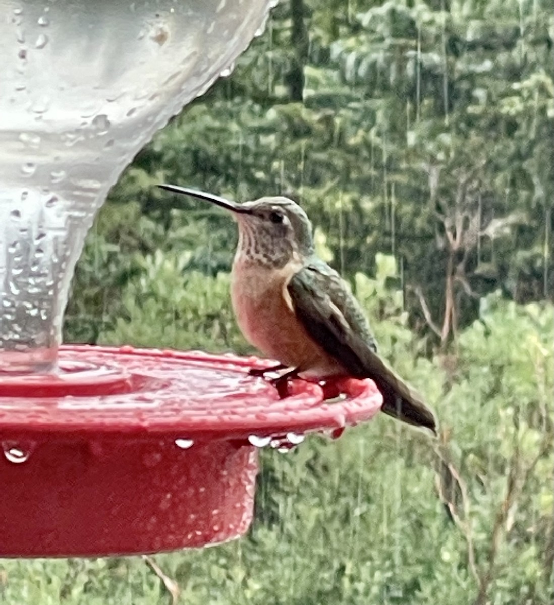 Broad-tailed Hummingbird - ML469986611