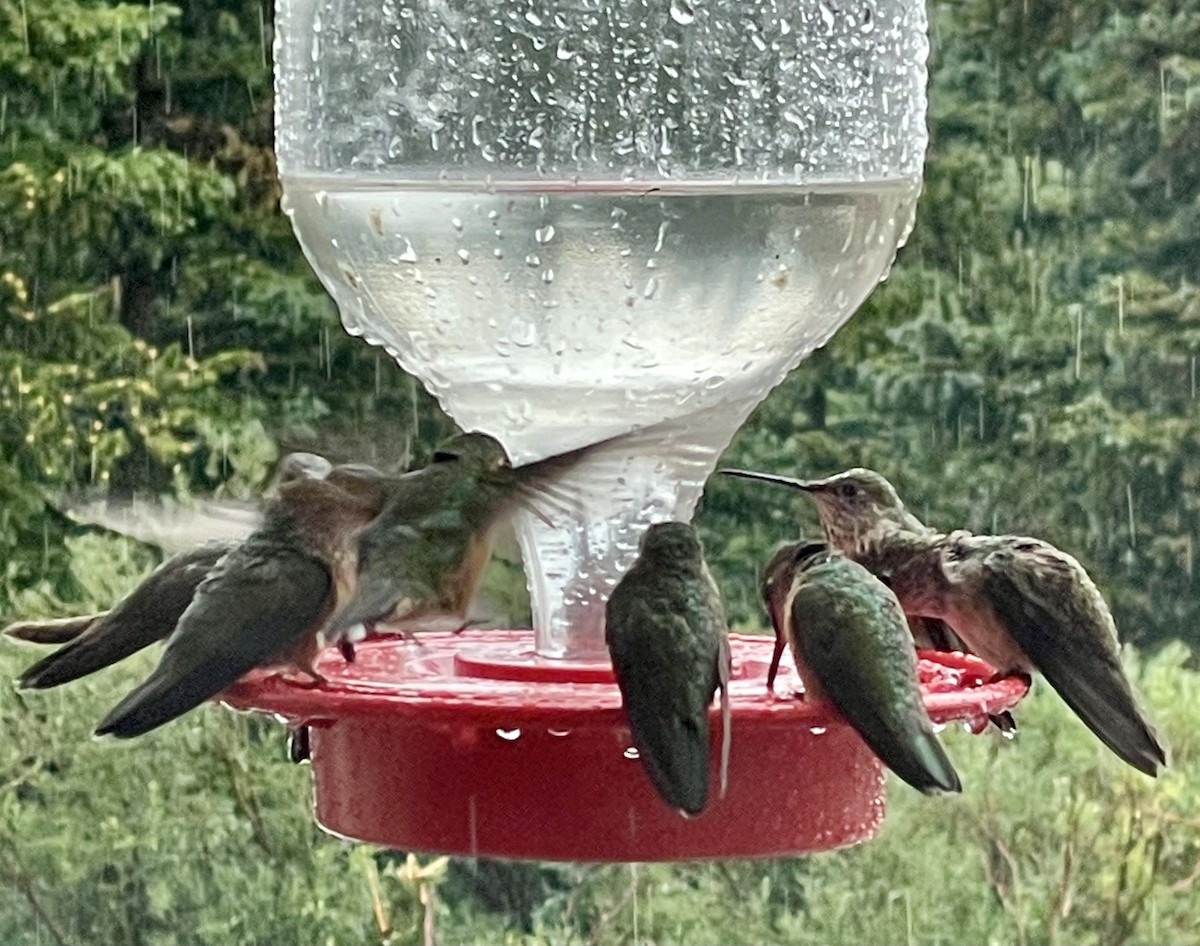 Broad-tailed Hummingbird - ML469986671