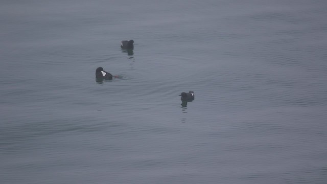 Pigeon Guillemot - ML469987401