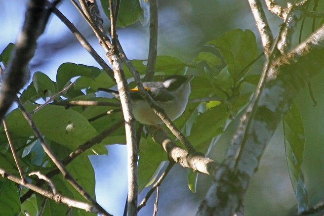 White-browed Shrike-Babbler [aeralatus Group] - ML46998811