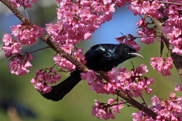 Hair-crested Drongo - Jeffrey Offermann