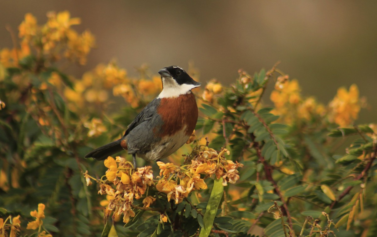 Chestnut-breasted Mountain Finch - Wilmer Ortiz herrera