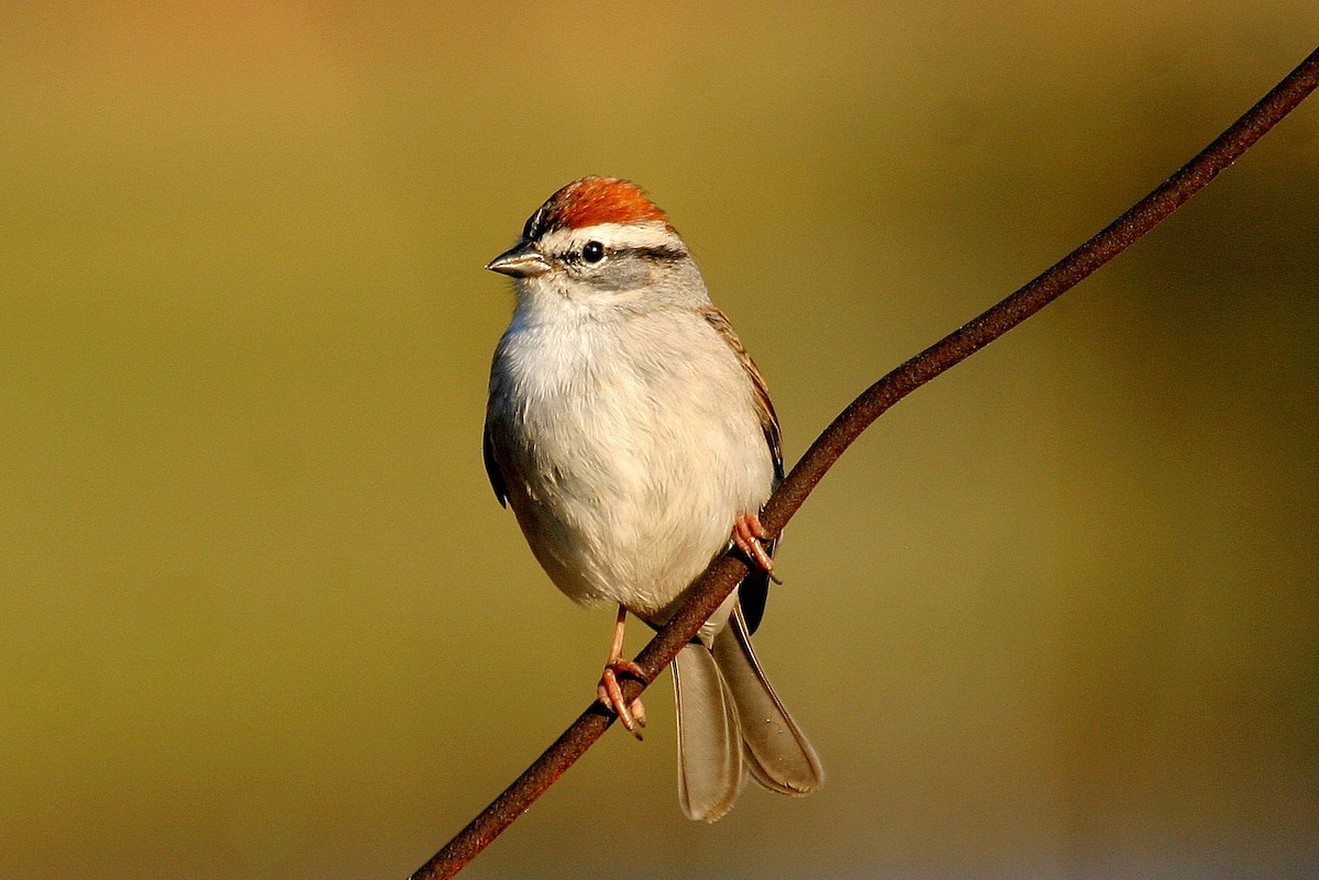 Chipping Sparrow - Pierre Howard