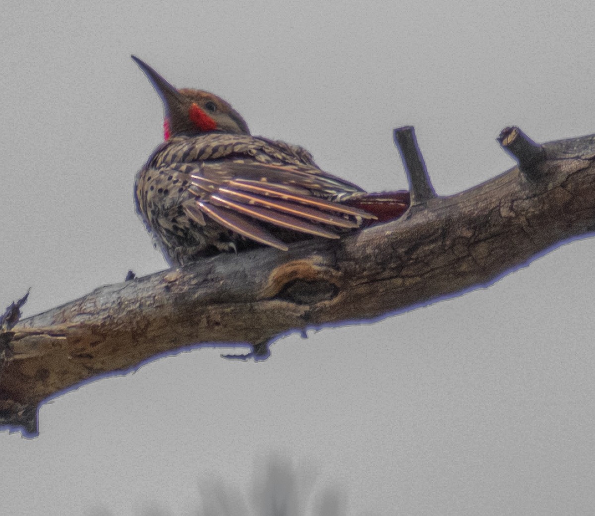 Northern Flicker - ML469992041