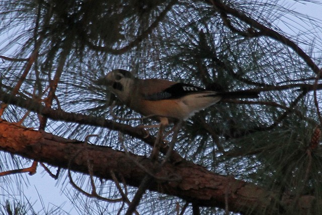 Eurasian Jay (White-faced) - ML46999211