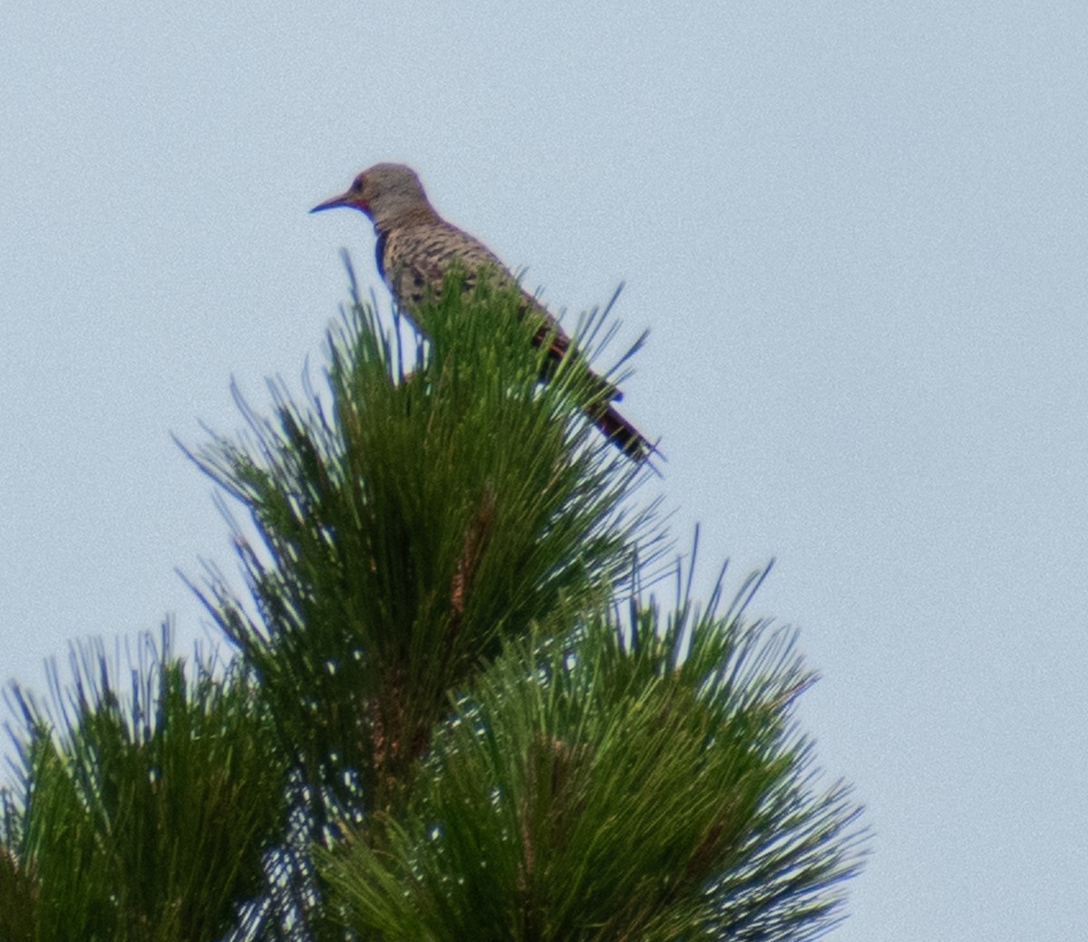 Northern Flicker - ML469992161