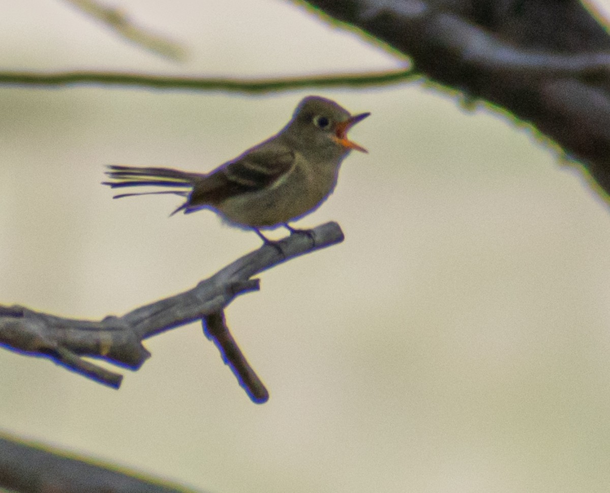Western Flycatcher (Cordilleran) - ML469992311