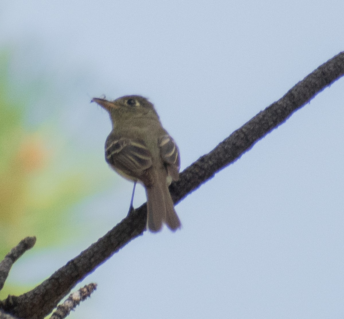 Western Flycatcher (Cordilleran) - ML469992381