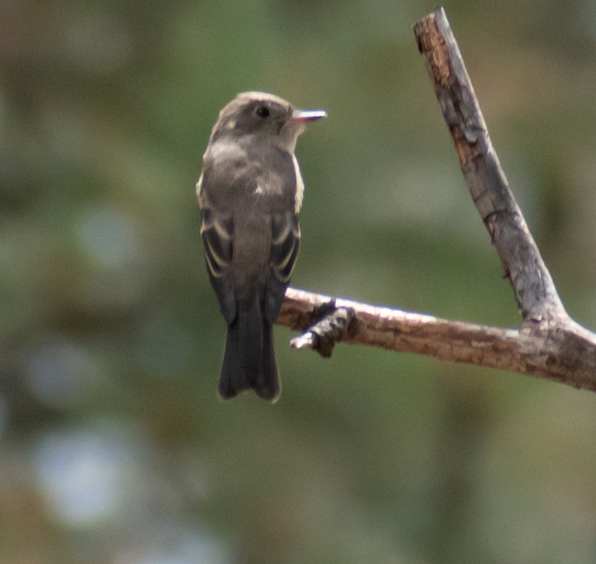 Western Wood-Pewee - ML469992391