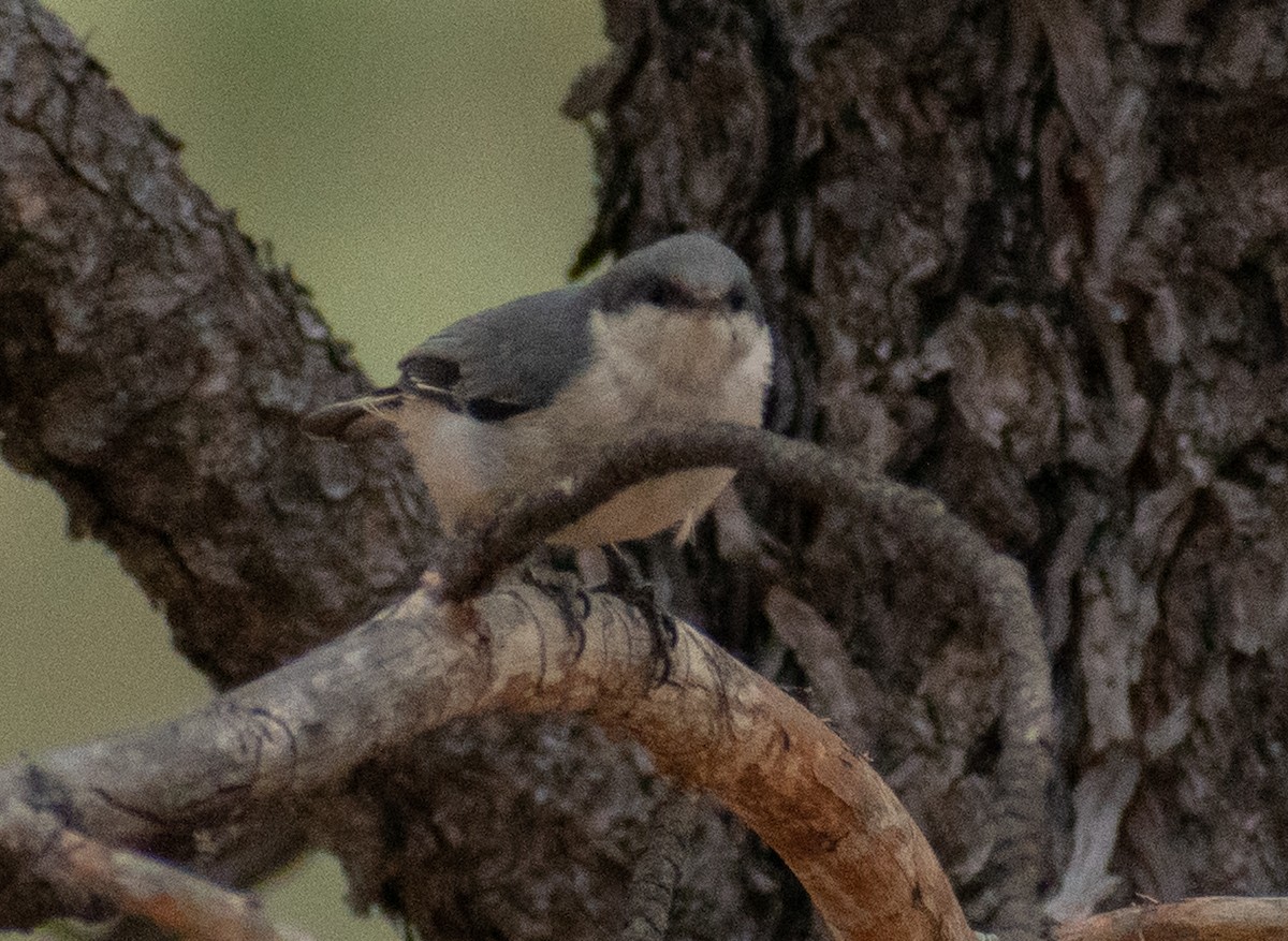 Pygmy Nuthatch - ML469992561